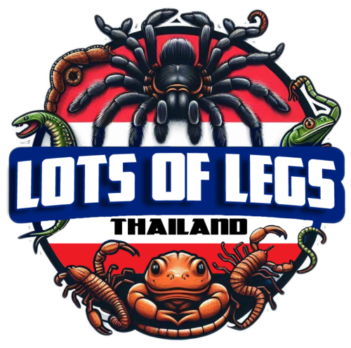 Lots Of Legs Thailand